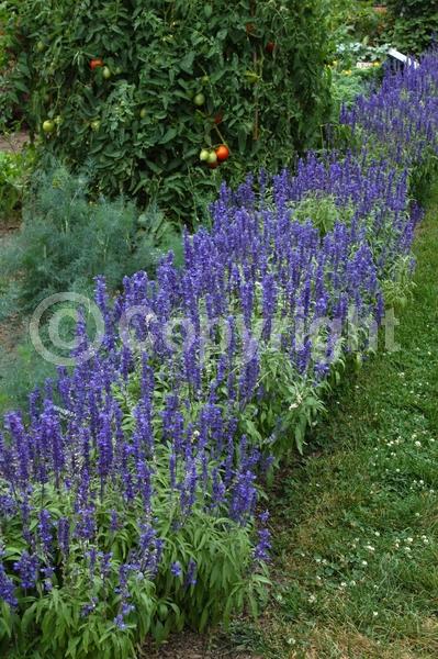 Blue blooms; North American Native