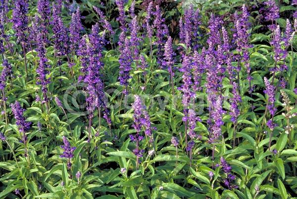 Blue blooms; North American Native