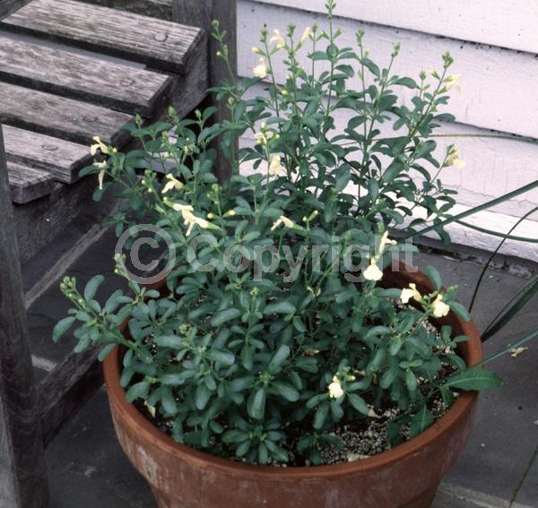 White blooms; Semi-evergreen; North American Native