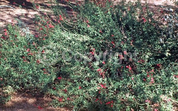 Red blooms; Purple blooms; White blooms; Pink blooms; Semi-evergreen; North American Native