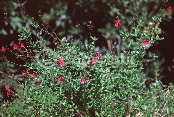 Red blooms; Purple blooms; White blooms; Pink blooms; Semi-evergreen; North American Native