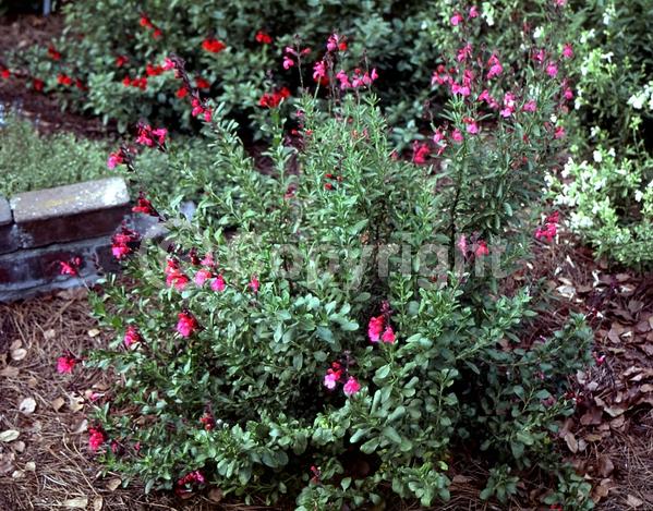 Red blooms; Purple blooms; White blooms; Pink blooms; Semi-evergreen; North American Native