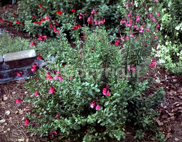 Red blooms; Purple blooms; White blooms; Pink blooms; Semi-evergreen; North American Native
