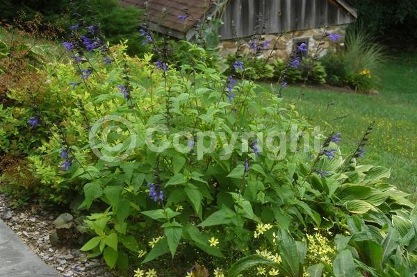 Blue blooms; Semi-evergreen
