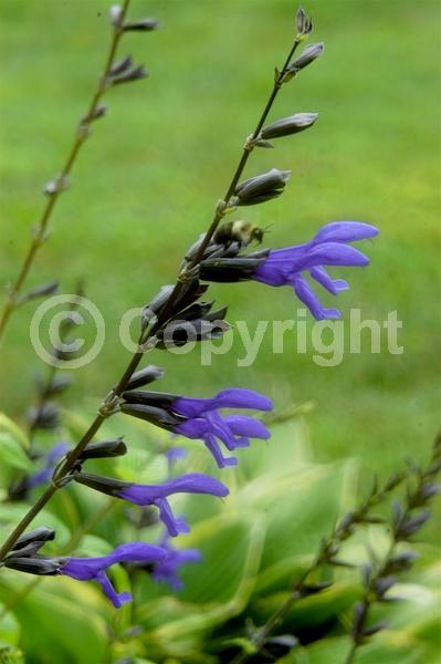 Blue blooms; Semi-evergreen