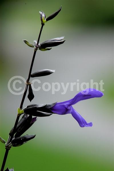 Blue blooms; Semi-evergreen