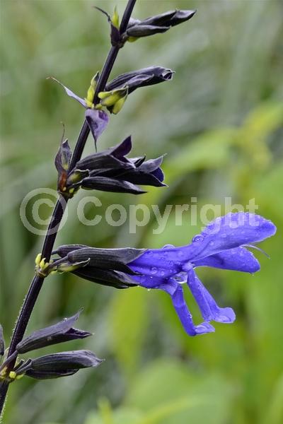 Blue blooms; Semi-evergreen