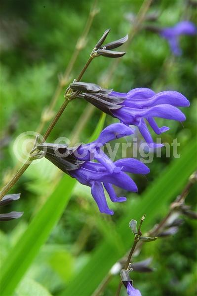 Blue blooms; Semi-evergreen