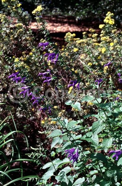 Purple blooms; Semi-evergreen