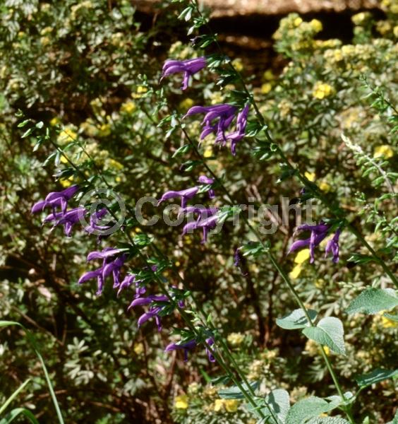 Purple blooms; Semi-evergreen