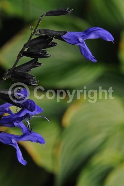 Purple blooms; Semi-evergreen