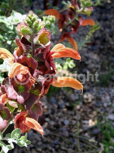 Red blooms; Orange blooms