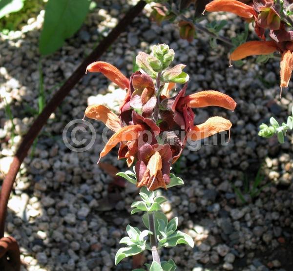 Red blooms; Orange blooms