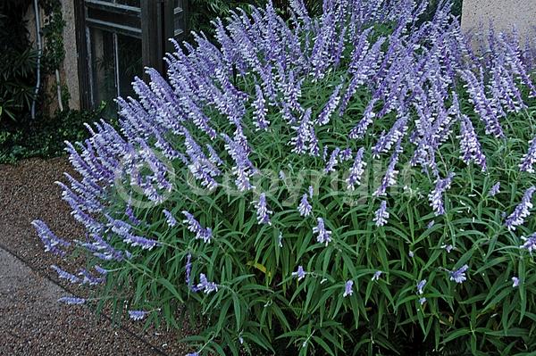 Purple blooms; Pink blooms; Lavender blooms; Semi-evergreen; North American Native