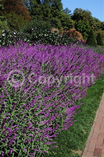 Purple blooms; Pink blooms; Lavender blooms; Semi-evergreen; North American Native