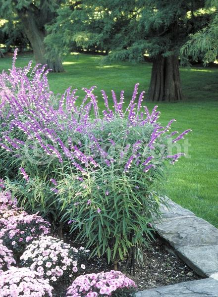 Purple blooms; Pink blooms; Lavender blooms; Semi-evergreen; North American Native