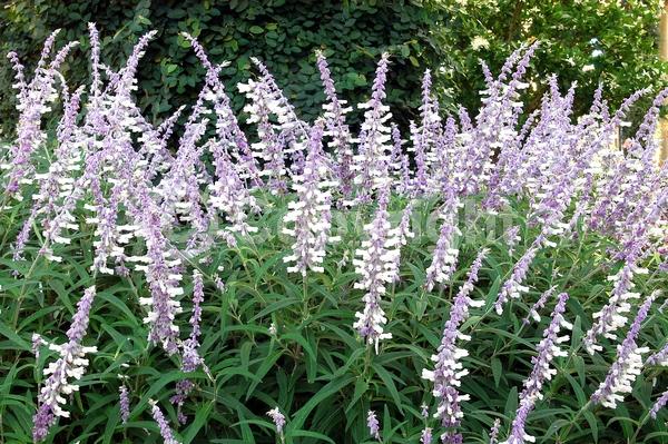 Purple blooms; Pink blooms; Lavender blooms; Semi-evergreen; North American Native