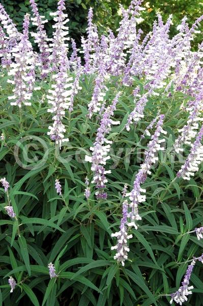 Purple blooms; Pink blooms; Lavender blooms; Semi-evergreen; North American Native