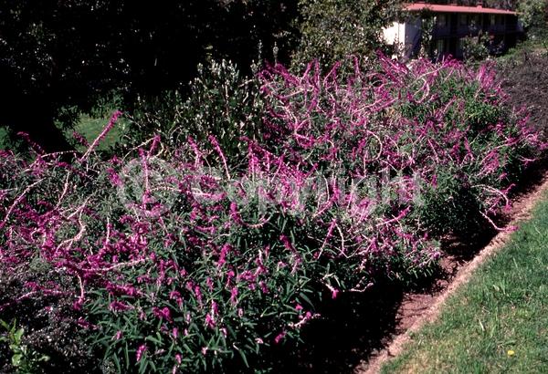 Purple blooms; Pink blooms; Lavender blooms; Semi-evergreen; North American Native