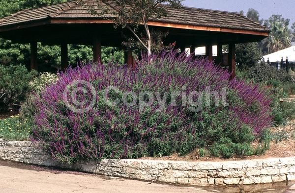 Purple blooms; Pink blooms; Lavender blooms; Semi-evergreen; North American Native