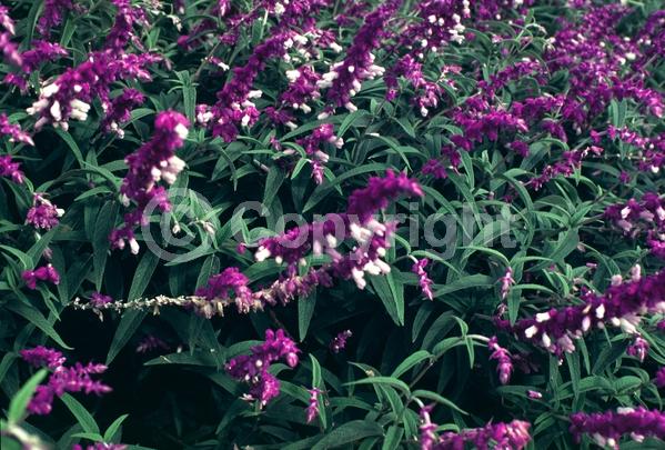 Purple blooms; Pink blooms; Lavender blooms; Semi-evergreen; North American Native