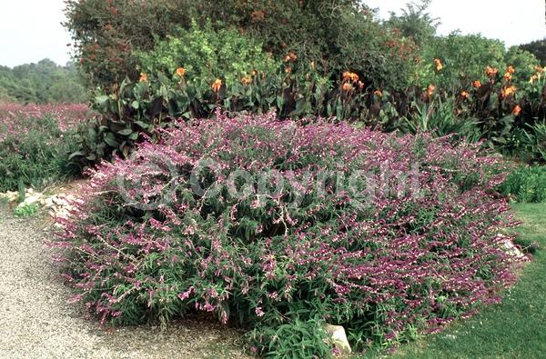 Purple blooms; Pink blooms; Lavender blooms; Semi-evergreen; North American Native
