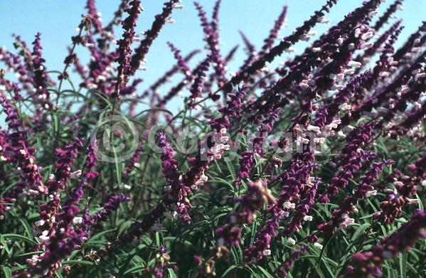 Purple blooms; Pink blooms; Lavender blooms; Semi-evergreen; North American Native