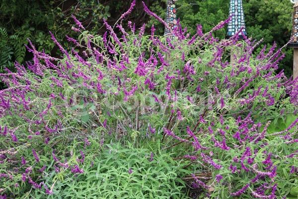 Purple blooms; Pink blooms; Lavender blooms; Semi-evergreen; North American Native