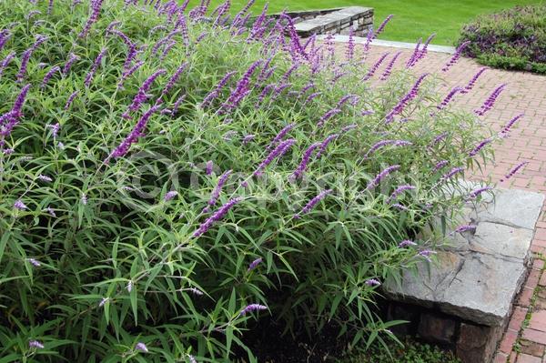 Purple blooms; Pink blooms; Lavender blooms; Semi-evergreen; North American Native
