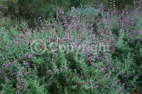 Purple blooms; North American Native