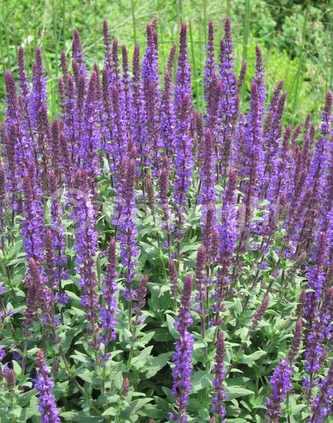 Purple blooms; Semi-evergreen