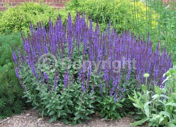 Purple blooms; Semi-evergreen
