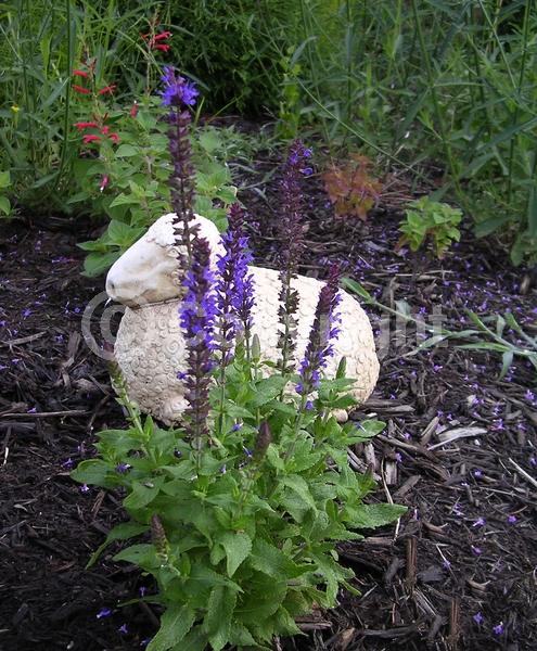 Purple blooms; Semi-evergreen