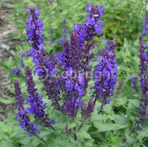 Purple blooms; Semi-evergreen