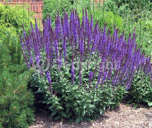 Purple blooms; Semi-evergreen