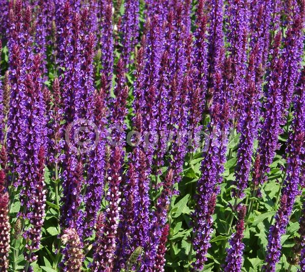 Purple blooms; Semi-evergreen