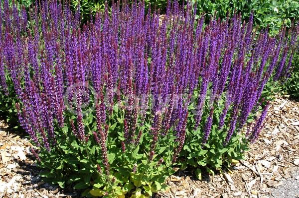 Purple blooms; Semi-evergreen