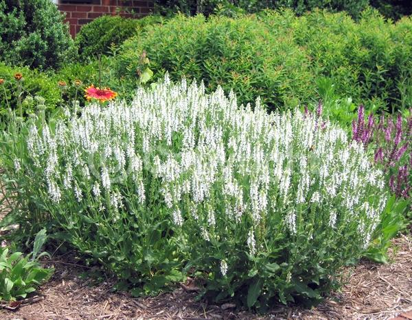 White blooms; Semi-evergreen
