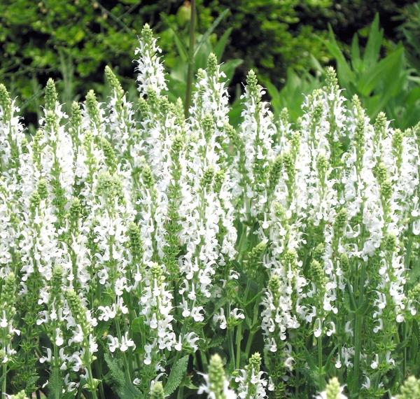 White blooms; Semi-evergreen