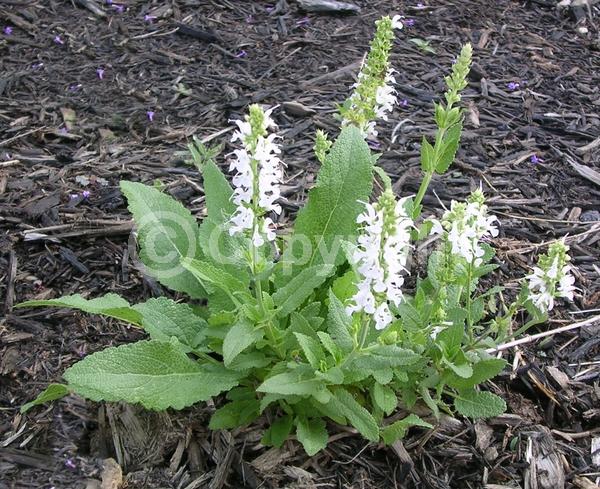 White blooms; Semi-evergreen