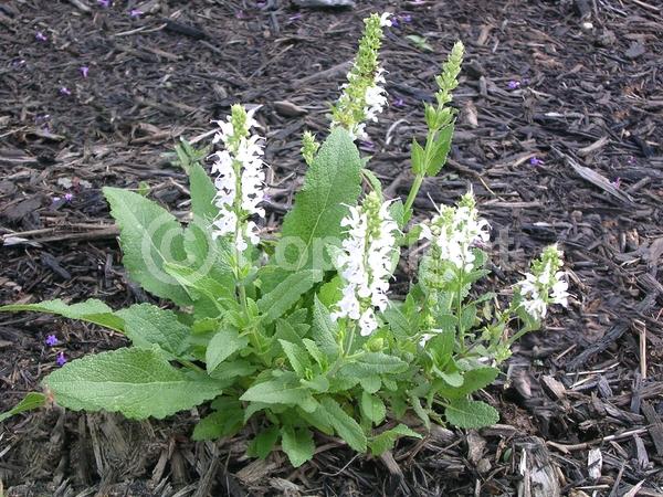 White blooms; Semi-evergreen