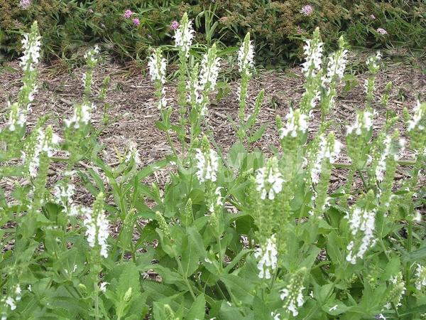 White blooms; Semi-evergreen