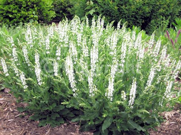 White blooms; Semi-evergreen