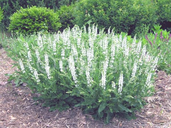 White blooms; Semi-evergreen
