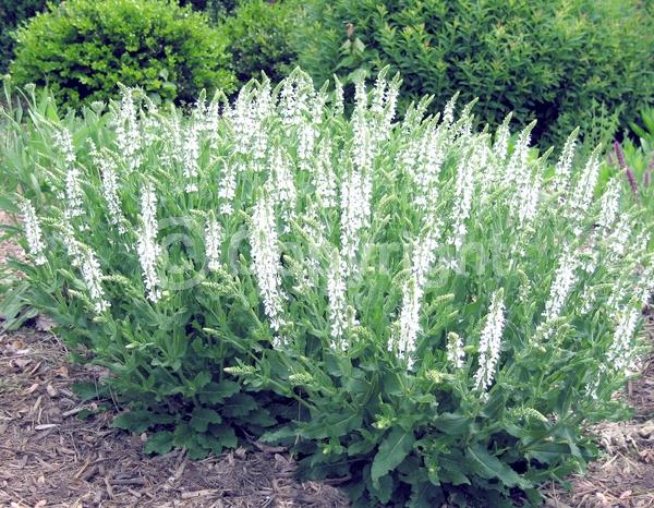 White blooms; Semi-evergreen