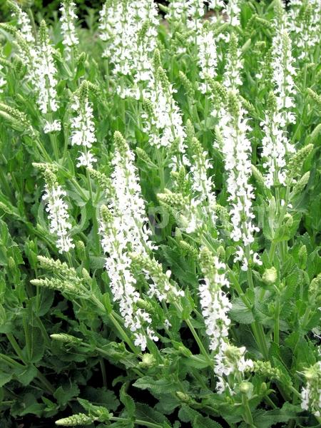 White blooms; Semi-evergreen