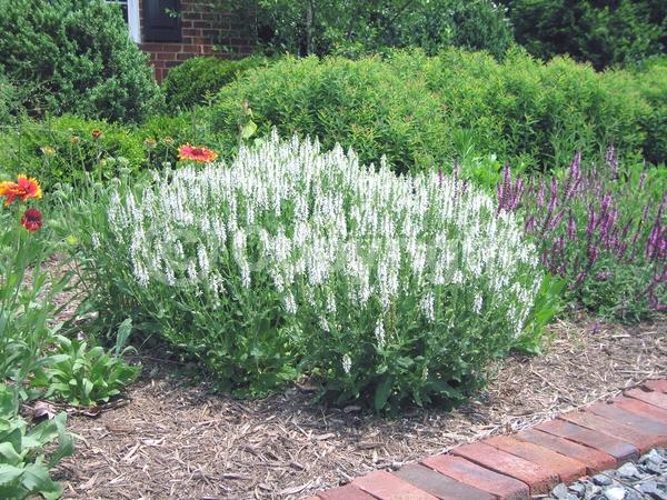 White blooms; Semi-evergreen