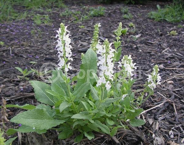 White blooms; Semi-evergreen