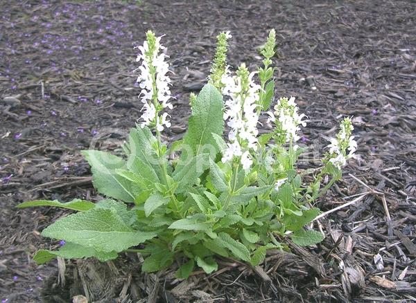 White blooms; Semi-evergreen