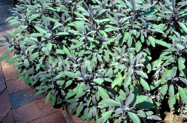 Blue blooms; Purple blooms